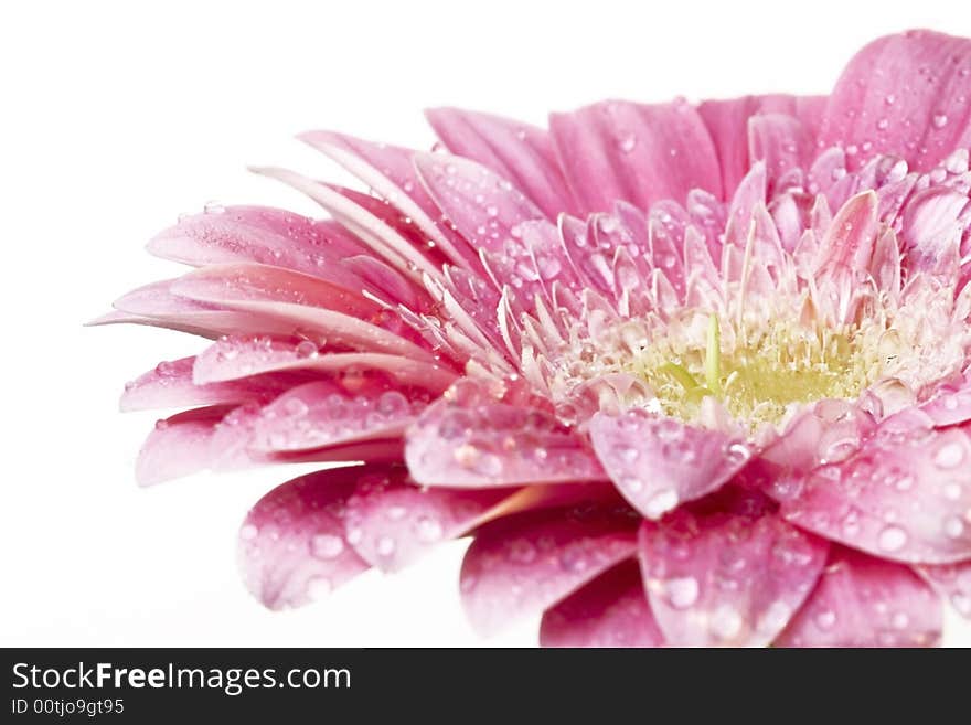 Gerber daisy