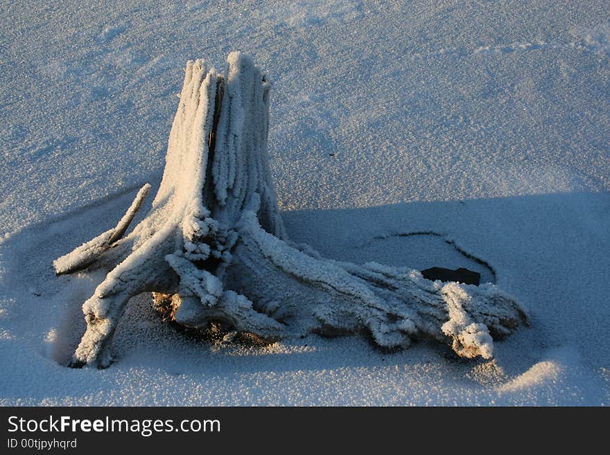 A big snag on the snowy meadow