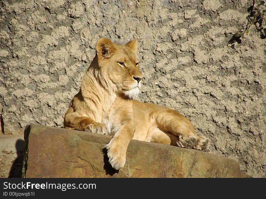 A female lion on a rock in a zoo