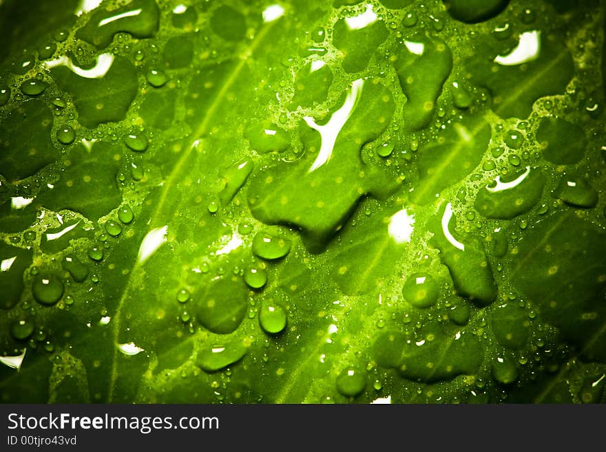 Wet green vibrant colors leaf background. Wet green vibrant colors leaf background