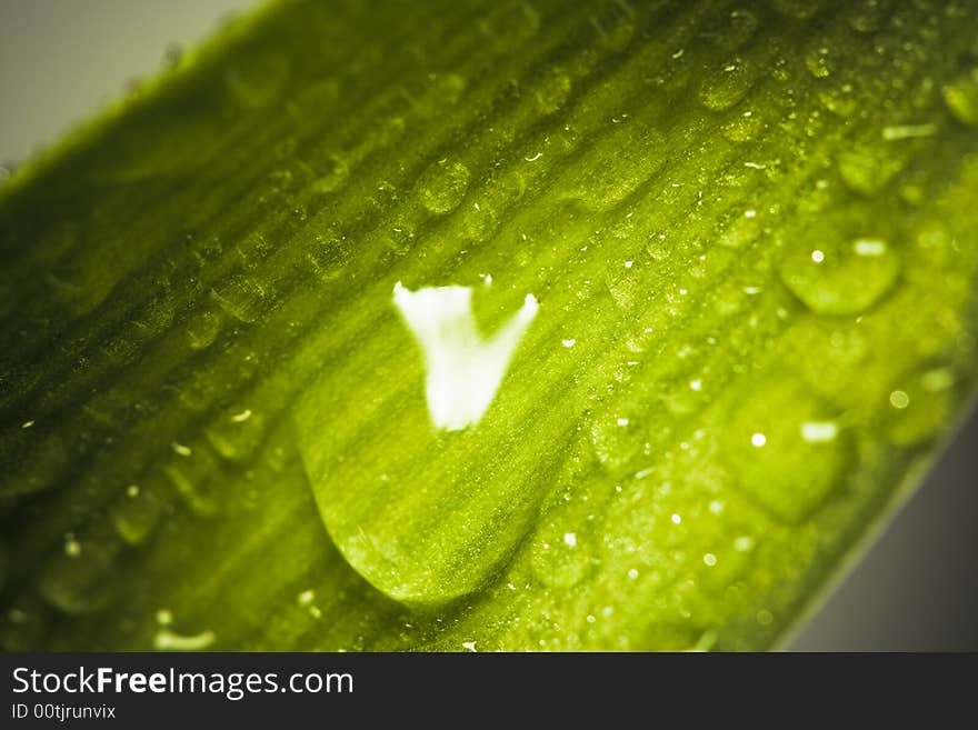 Wet green vibrant colors leaf background. Wet green vibrant colors leaf background