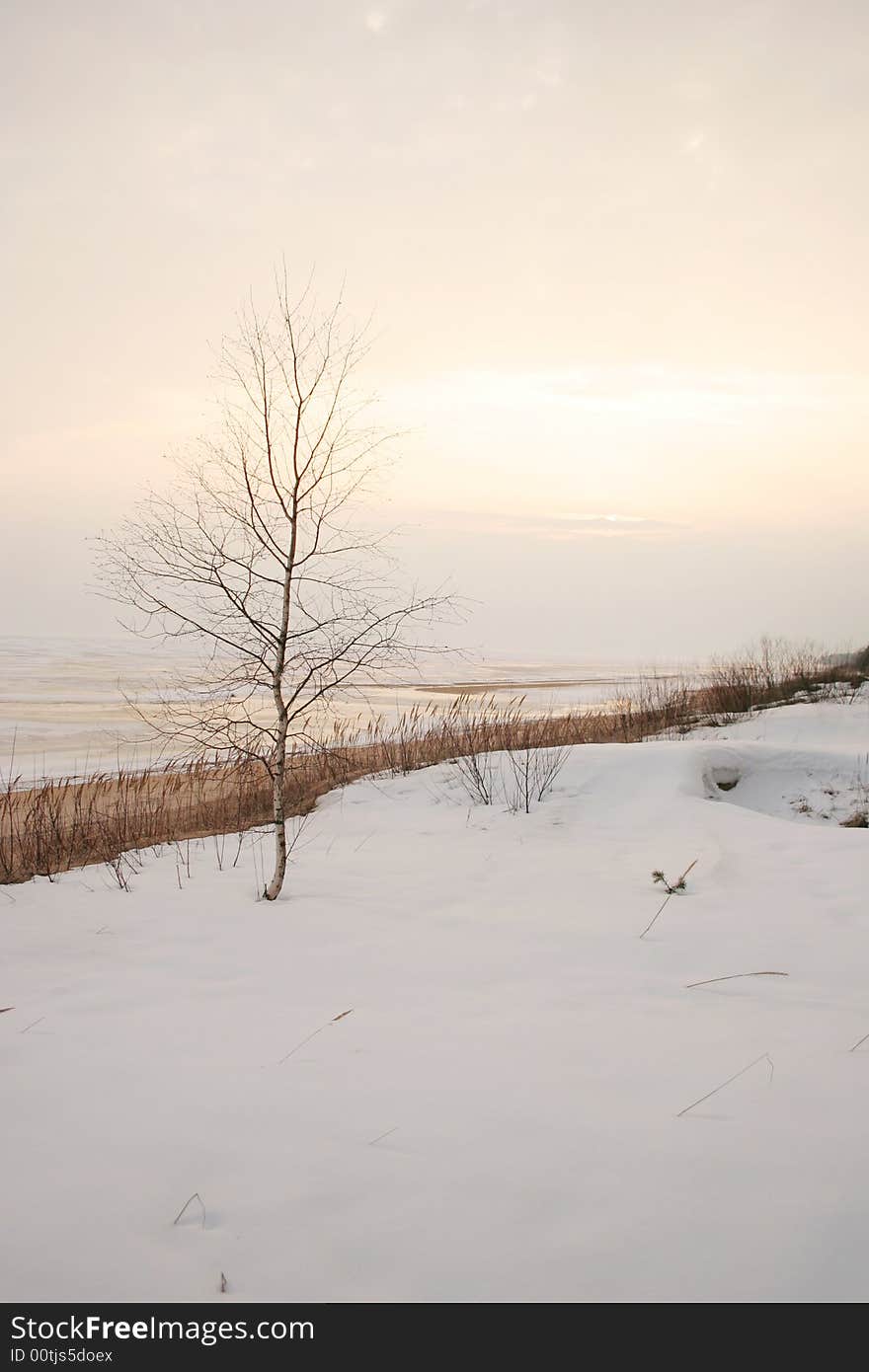 Lonely birch on snow I protect the frozen lake