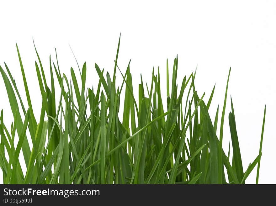 Grass