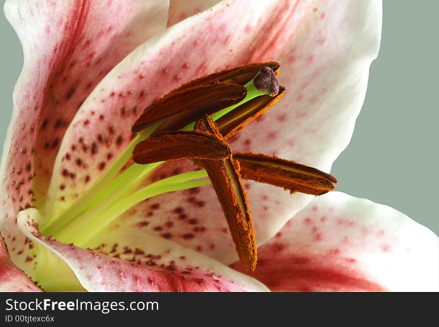 Close up of lily over grey background