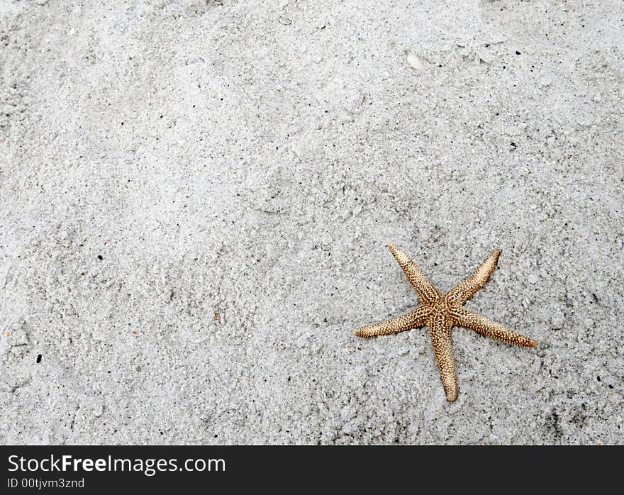 Starfish on beach