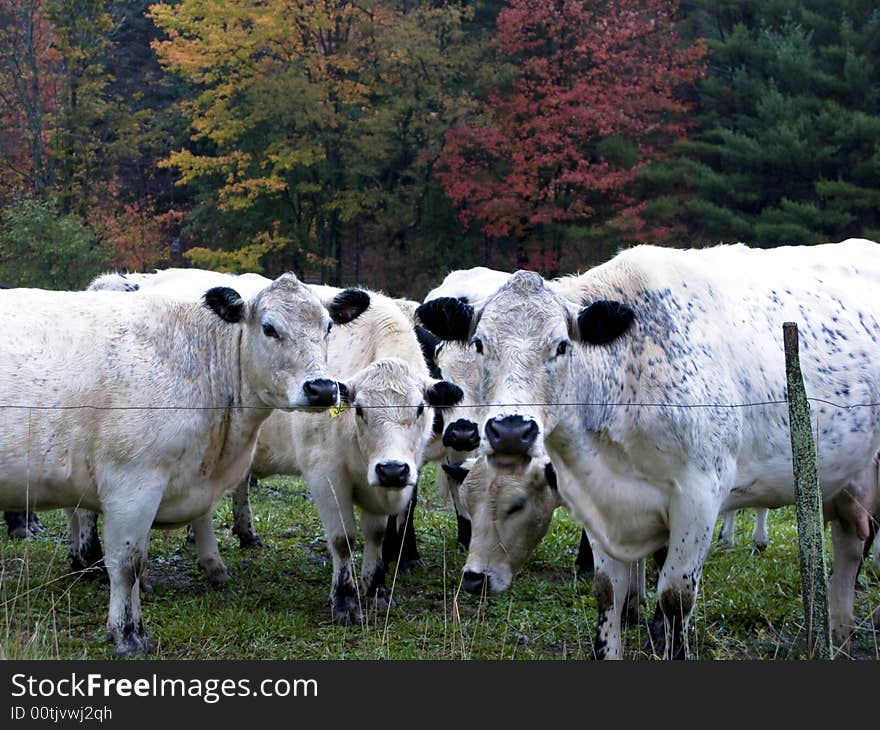 Autumn Cows During Rain Storm