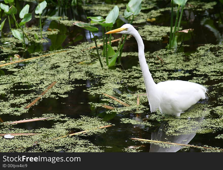 White heron wading in Big Cypress Bend Swamp. White heron wading in Big Cypress Bend Swamp