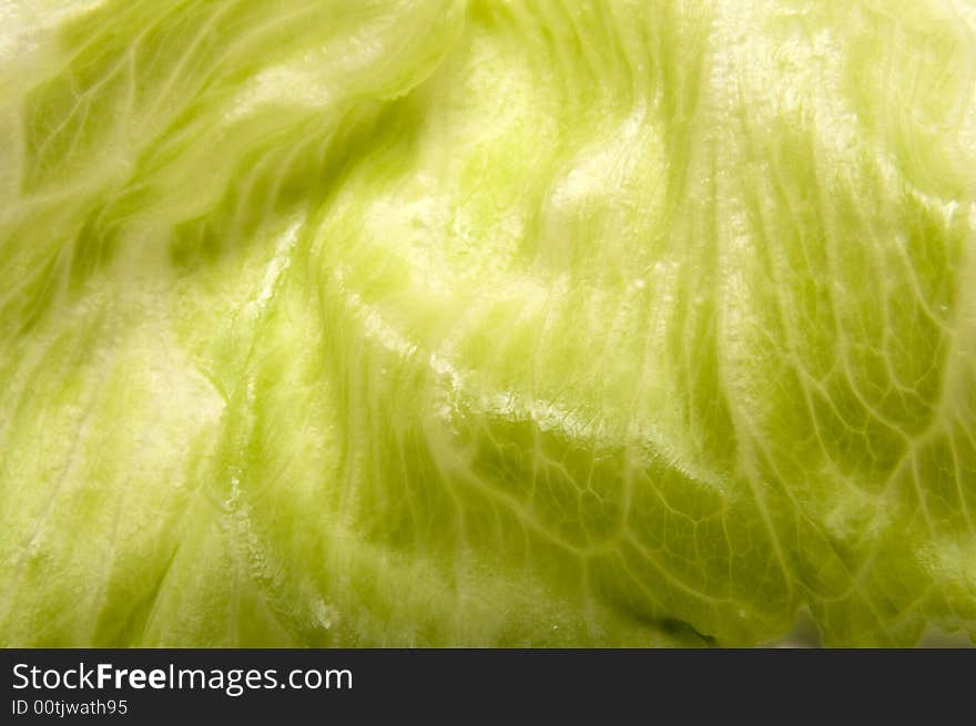 Leaf of cabbage.