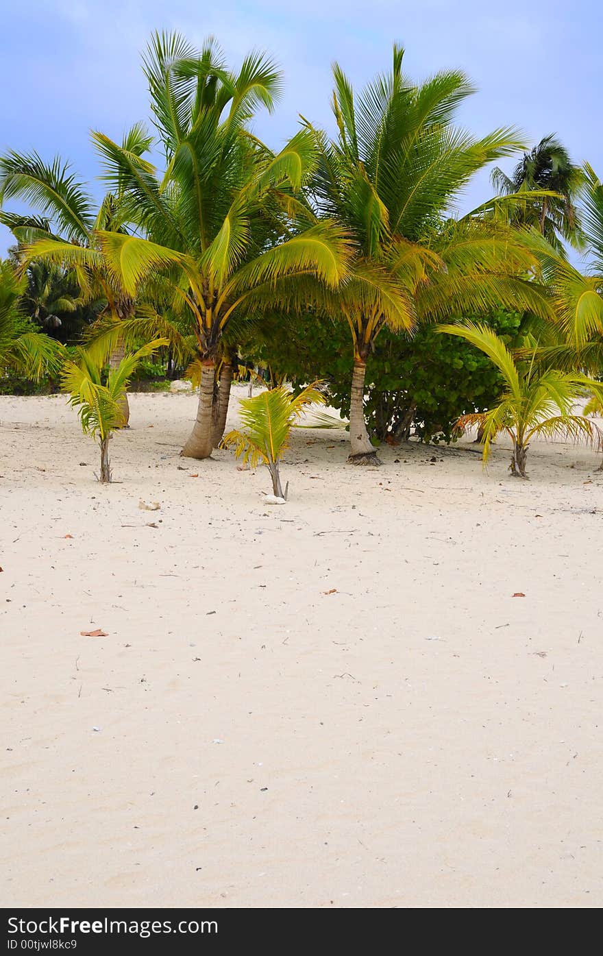 Detail of coconuts palm trees growing on the sand. Detail of coconuts palm trees growing on the sand