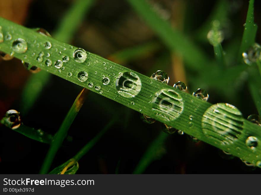 Grass covered by dewdrops