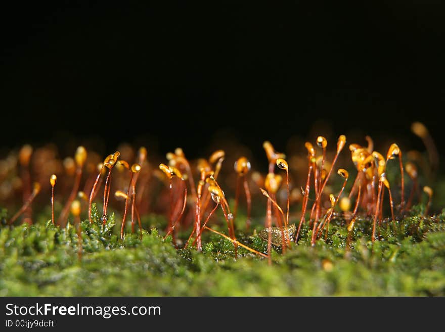 Moss On Dark Background