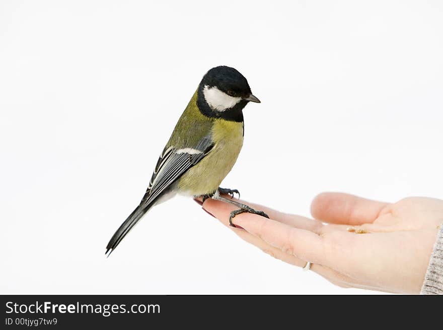 Great Tit