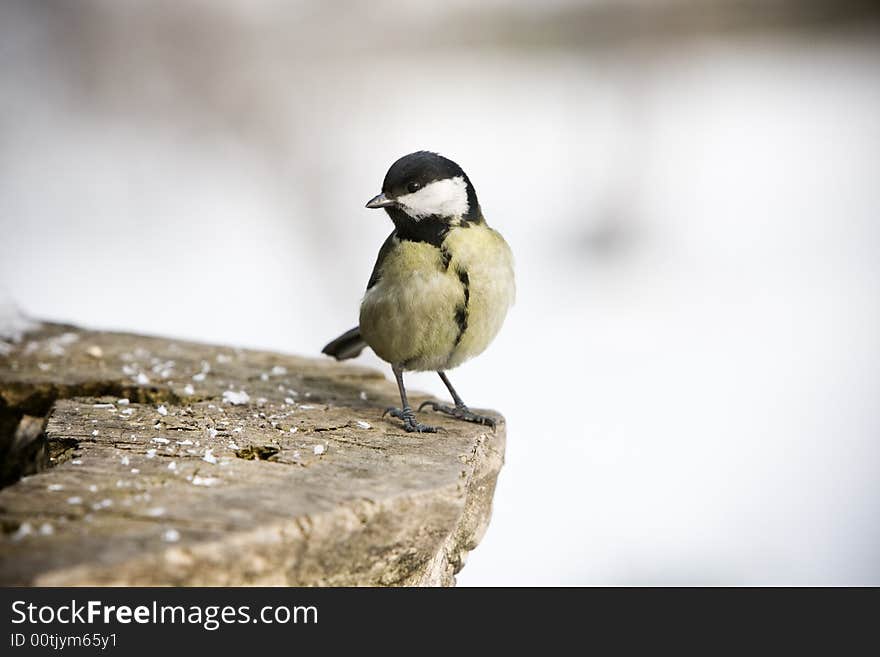 Great Tit alighted on a piece of wood. Great Tit alighted on a piece of wood