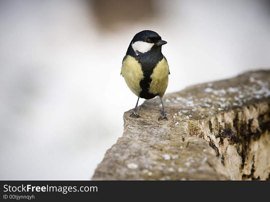 Great Tit alighted on a piece of wood. Great Tit alighted on a piece of wood