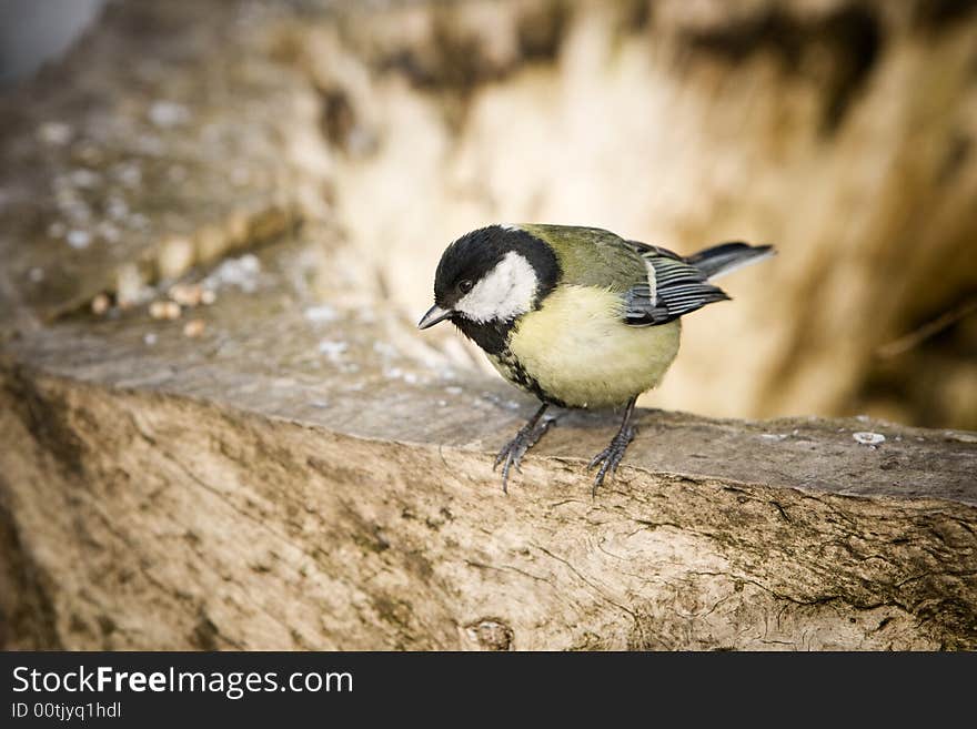 Great Tit alighted on a piece of wood. Great Tit alighted on a piece of wood