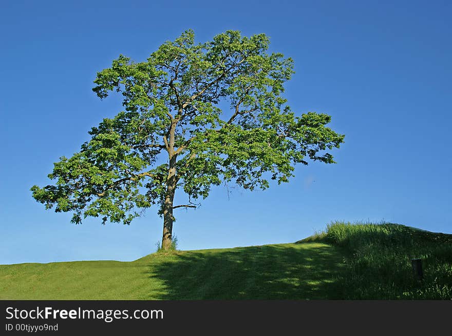 Tree On Hill