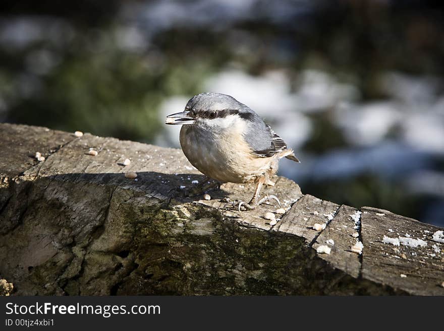 Nuthatch alighted on a piece of wood. Nuthatch alighted on a piece of wood