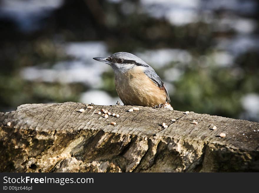 Nuthatch alighted on a piece of wood. Nuthatch alighted on a piece of wood