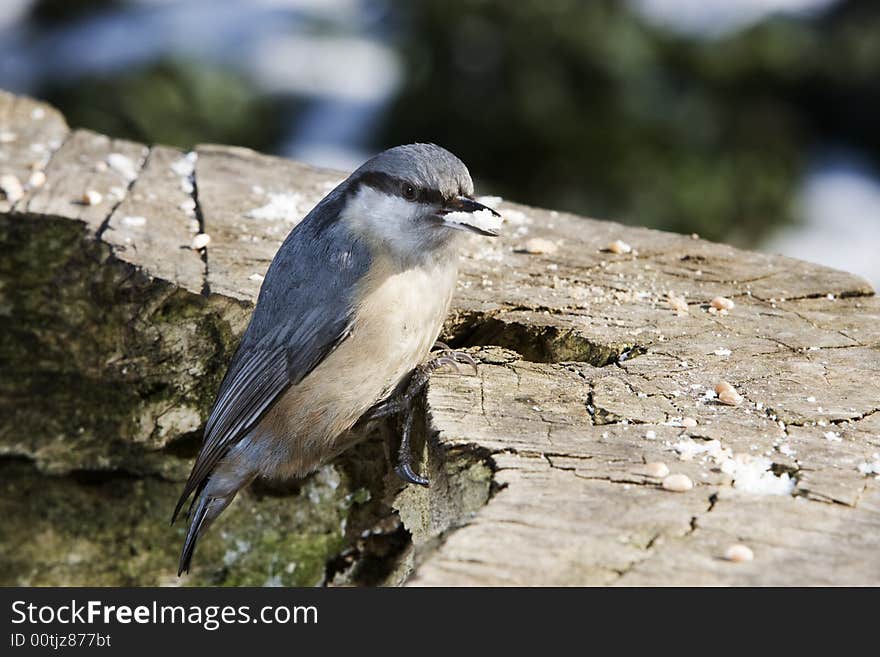 Nuthatch alighted on a piece of wood. Nuthatch alighted on a piece of wood