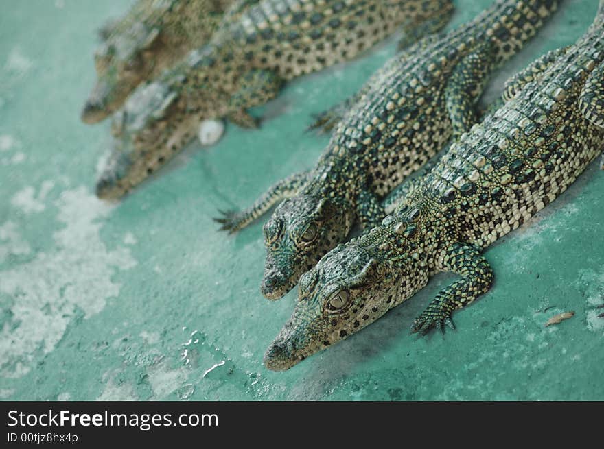 Detail of alligators on green surface. Detail of alligators on green surface