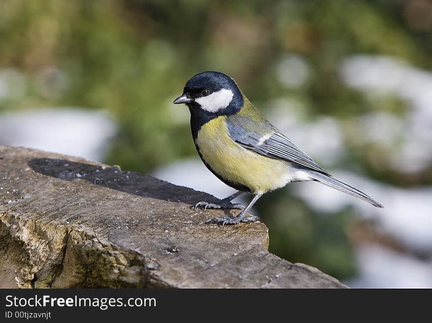 Great Tit - Parus Major alighted on wood