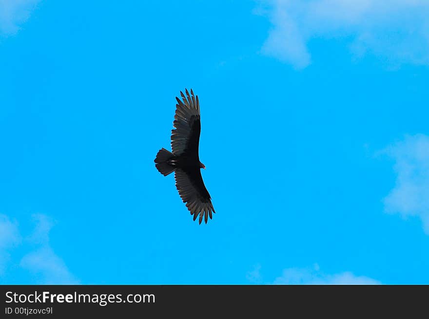 Detail of black eagle flying over blue sky. Detail of black eagle flying over blue sky