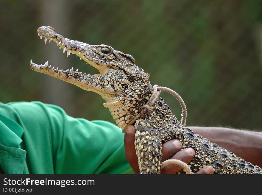 Taming crocodile