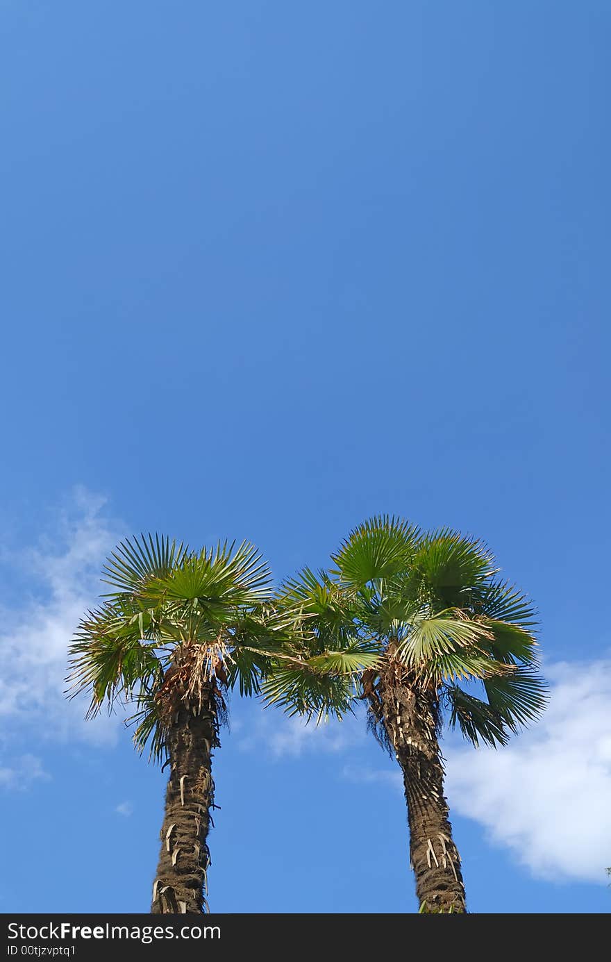 Two palm trees against blue sky