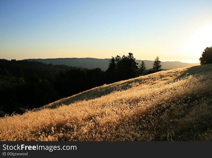 Golden fields in the setting sun