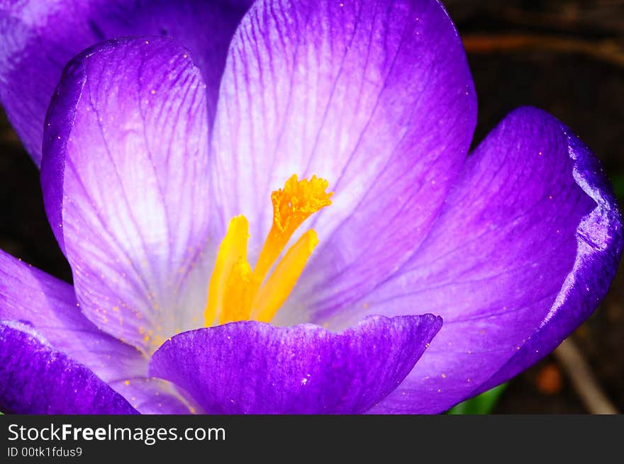 Blue single crocuss flower closeup