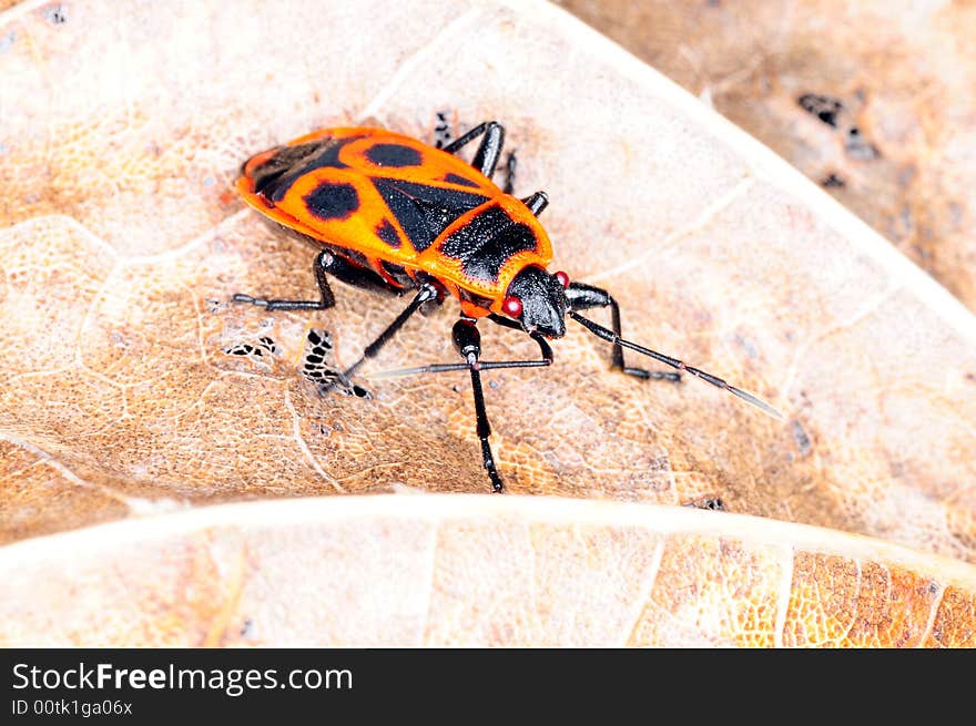 Pyrrhocoris apterus known as firebug