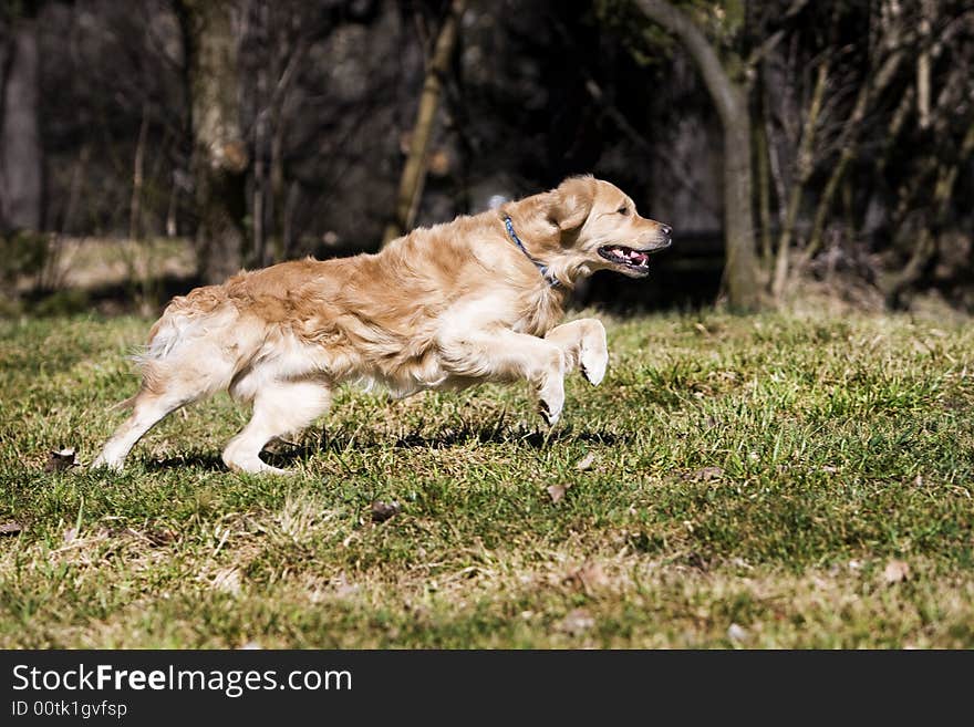 Young golden retriever running fast