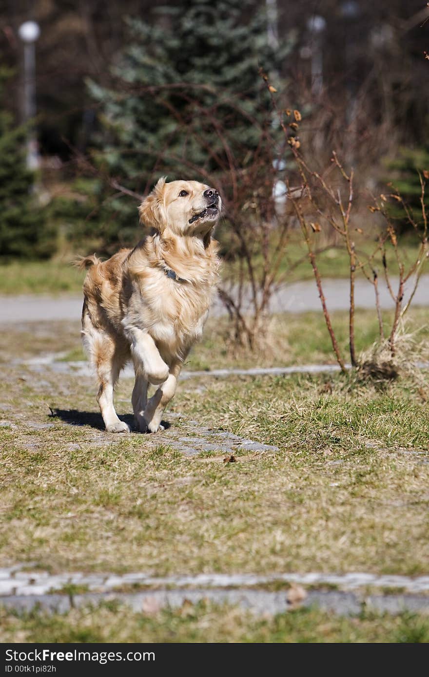 Young golden retriever running fast