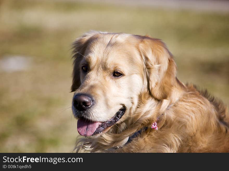 Golden retriever