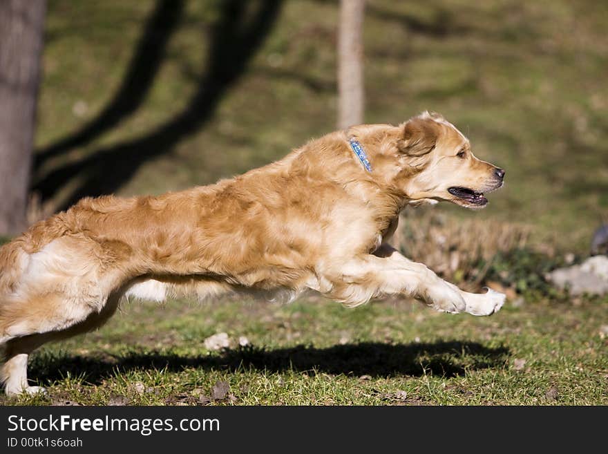 Young golden retriever running fast