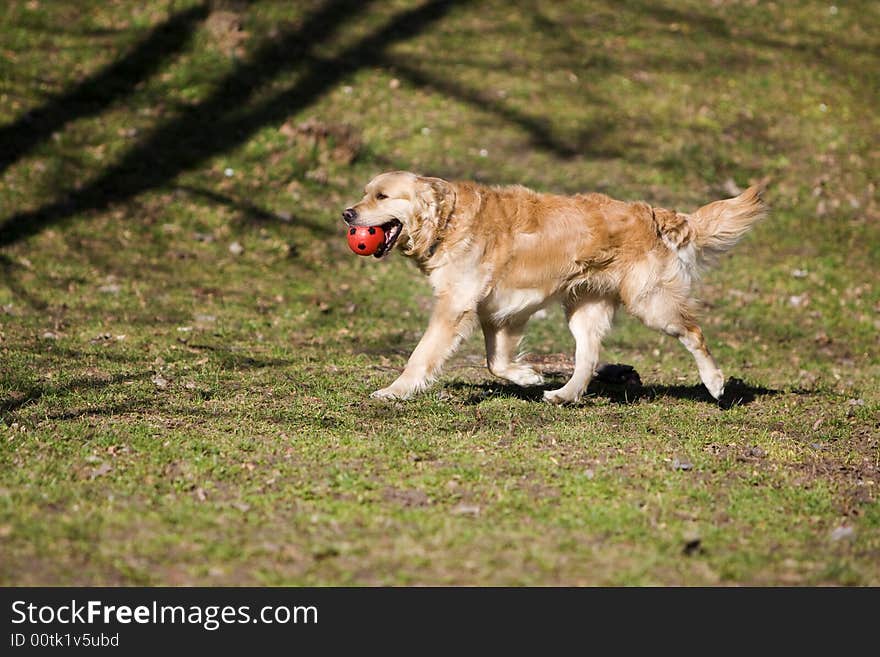 Young golden retriever running fast