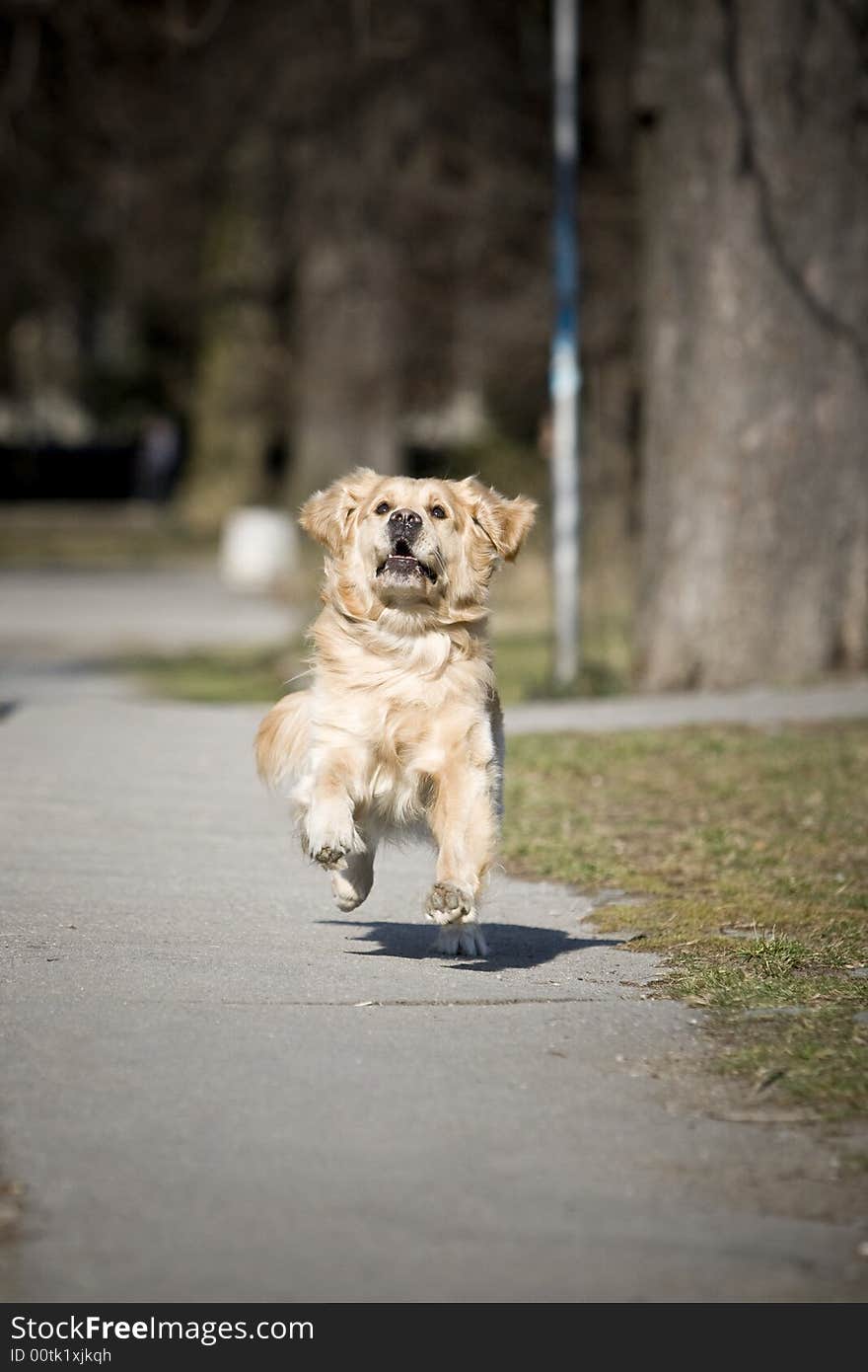 Young golden retriever running fast