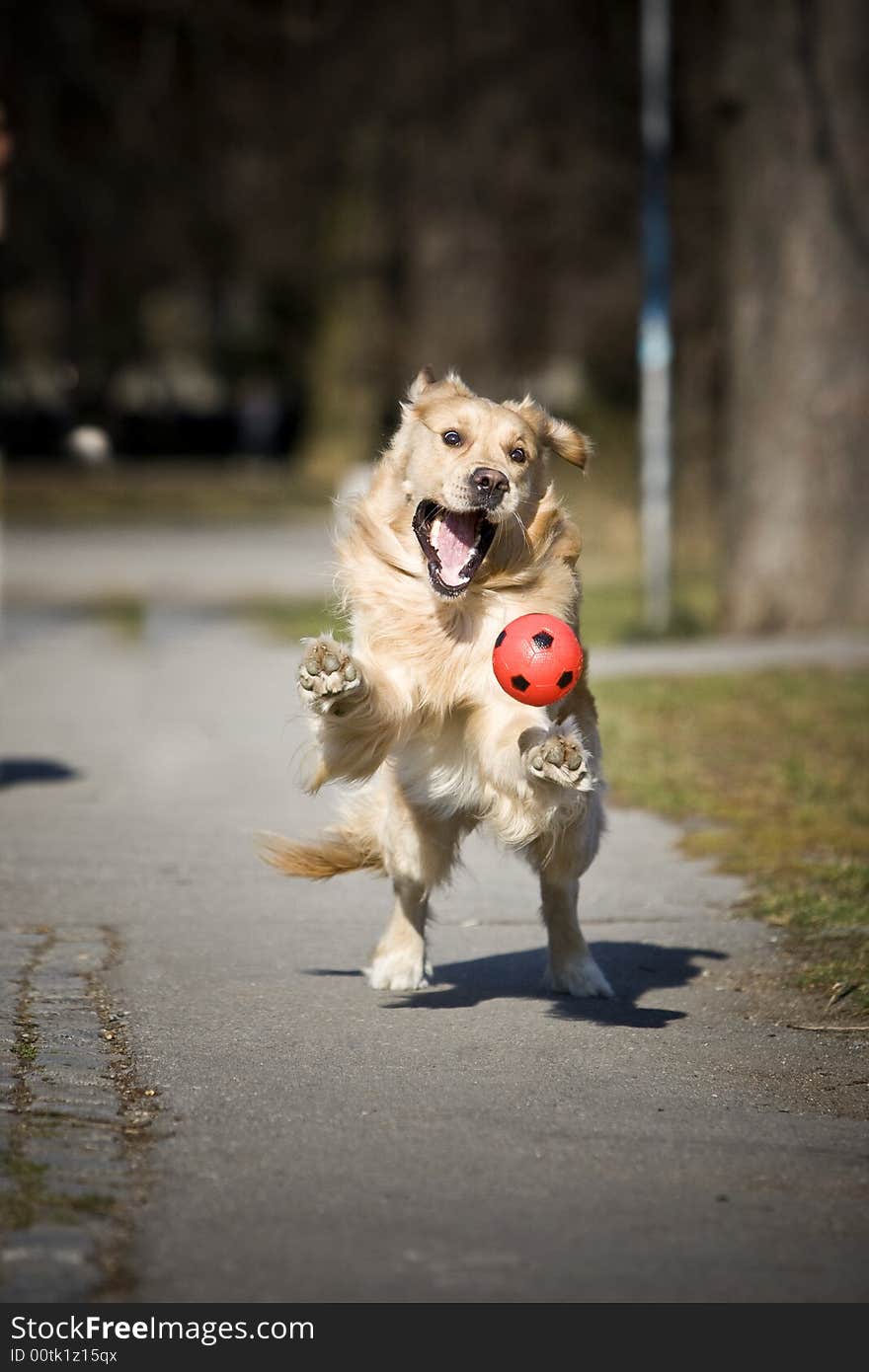 Golden retriever