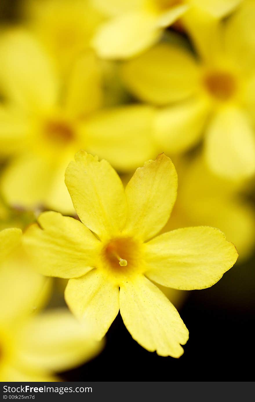 This is a kind of flower that Beijing opened initially in spring. Pistil.Season. bloom.full.china.chinese. This is a kind of flower that Beijing opened initially in spring. Pistil.Season. bloom.full.china.chinese.