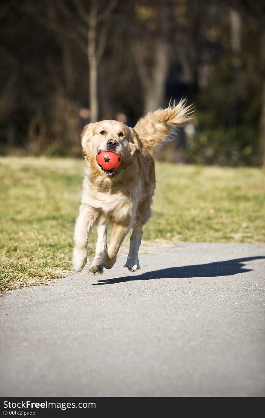 Golden retriever