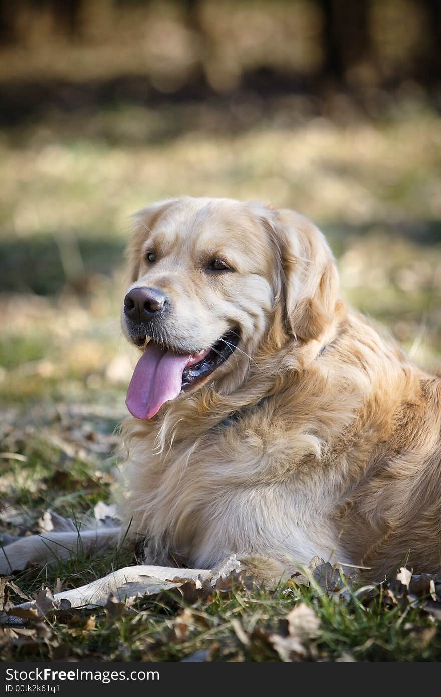 Golden retriever