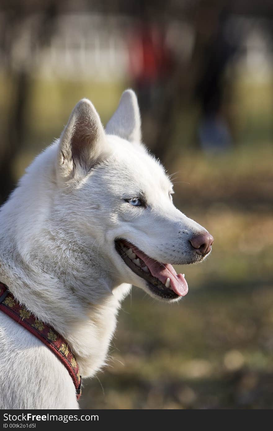 White husky