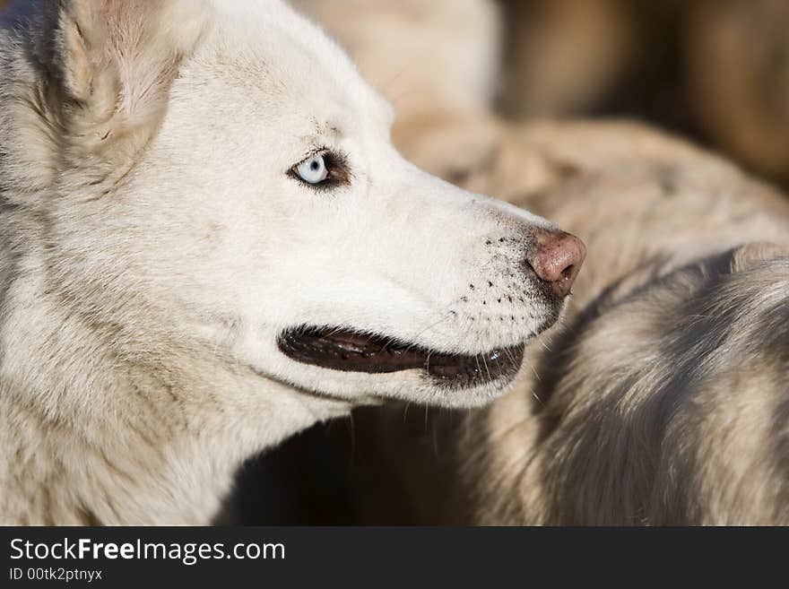 White husky