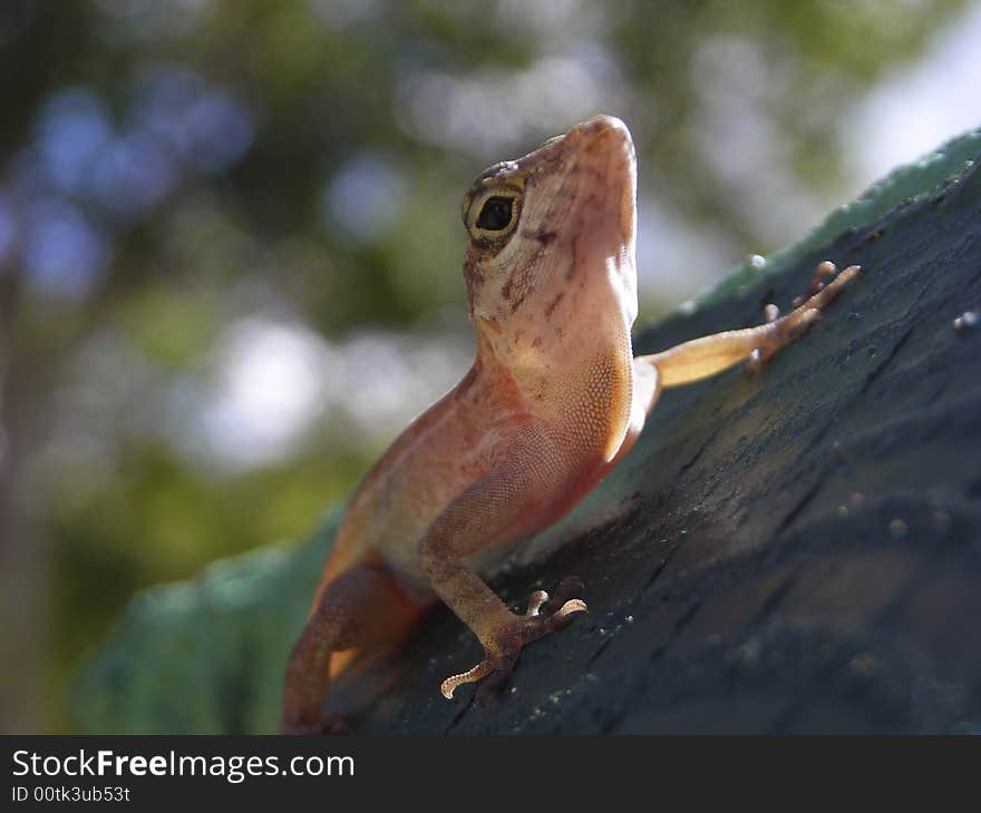 Little caribbean lizard claiming the tree