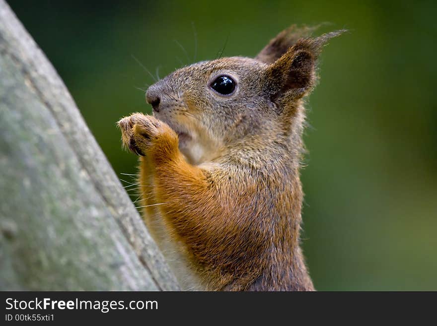 Squirrels in tree