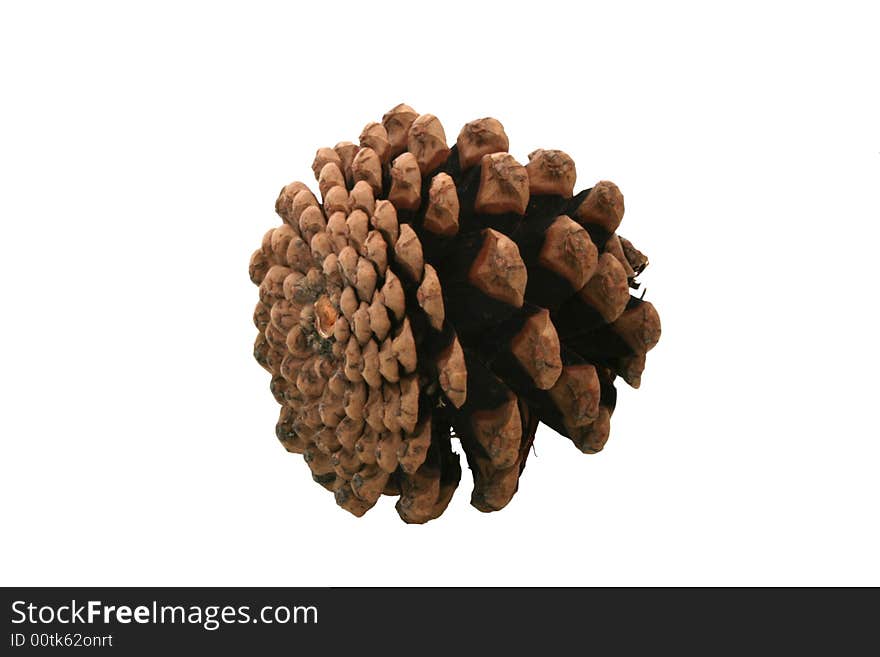 Pine Cone.