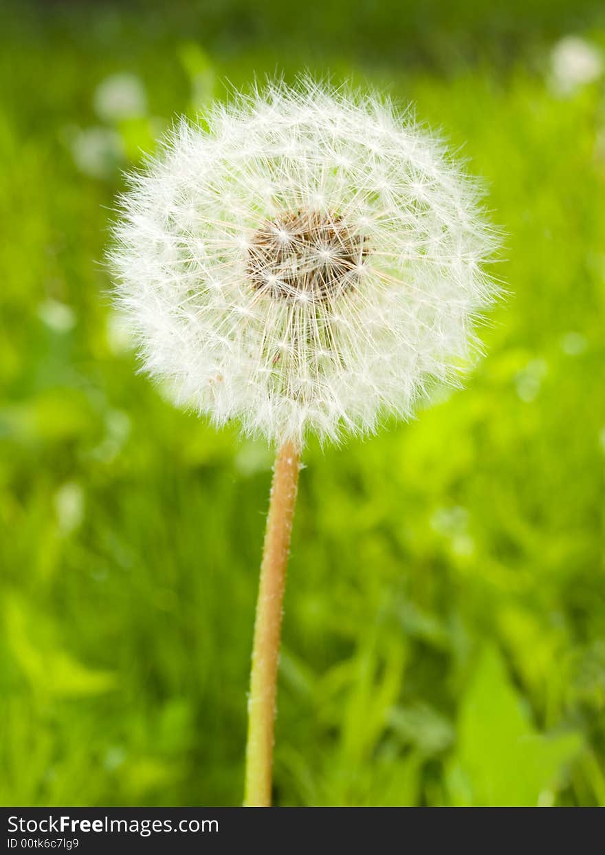 Dandelion head on the spring meadow