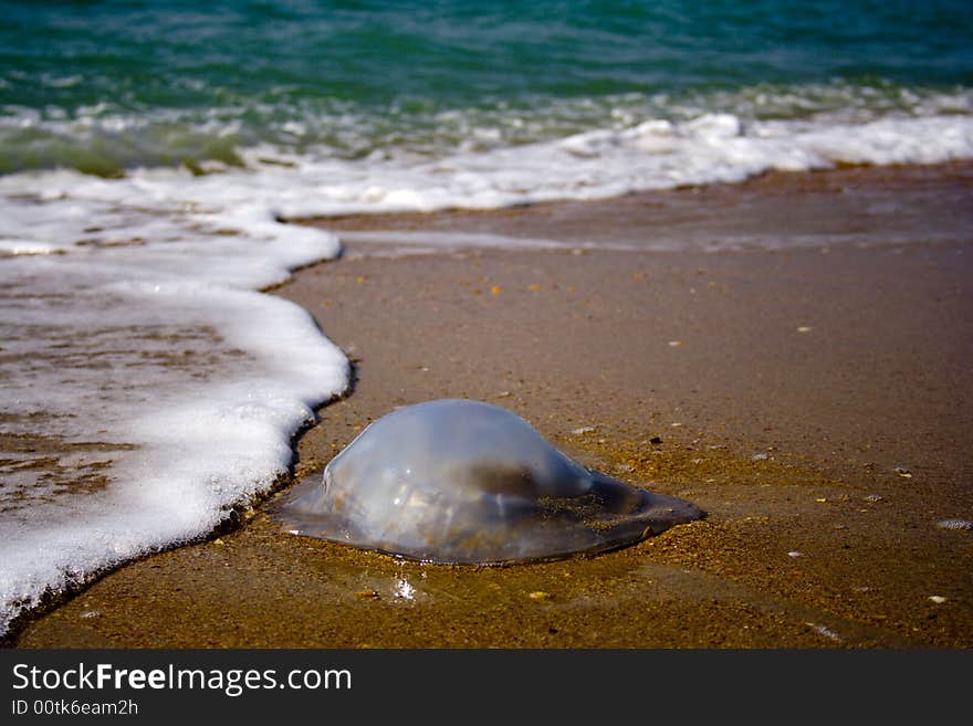 Dying jellyfish on the beach. Dying jellyfish on the beach