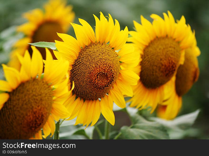 Sunflowers. Focusing on the central flower.