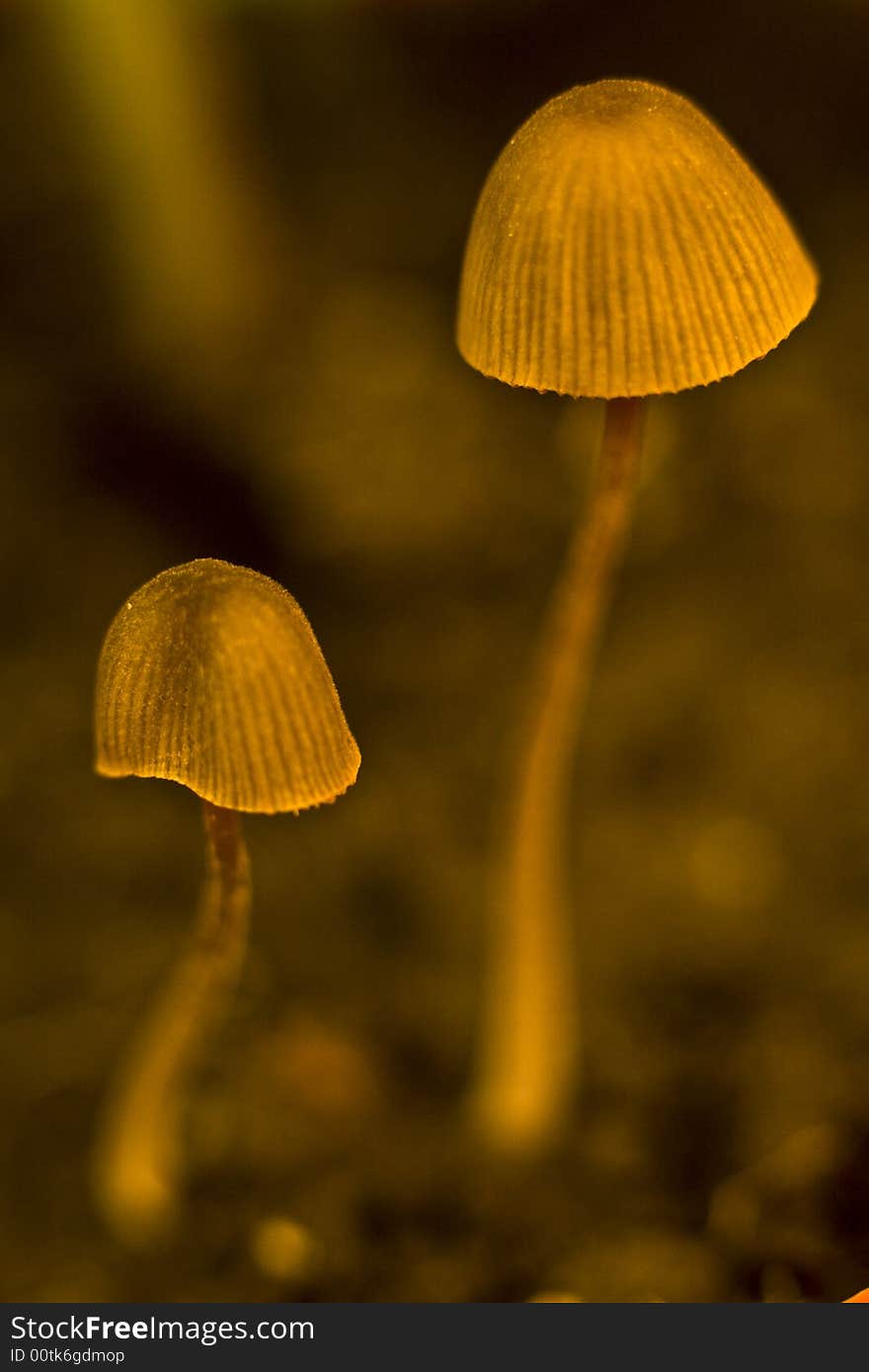 Two very large mushroom withdrawn. Focus only on the cap. Very small DOF!. Two very large mushroom withdrawn. Focus only on the cap. Very small DOF!